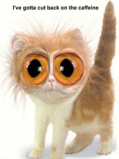 caffeine-cat