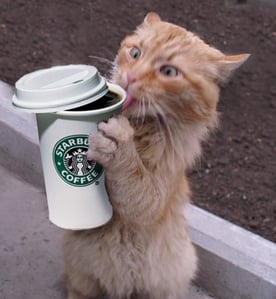coffee-crack-cat1